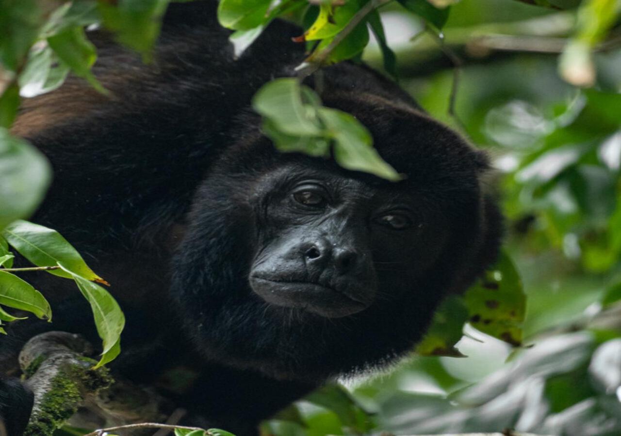 El Deseo Serendipity Tortuguero Εξωτερικό φωτογραφία