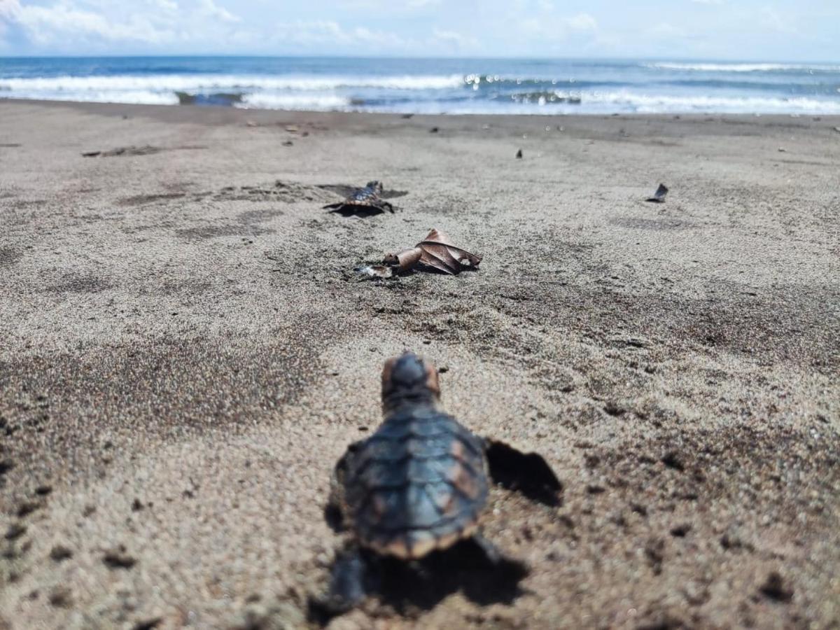 El Deseo Serendipity Tortuguero Εξωτερικό φωτογραφία