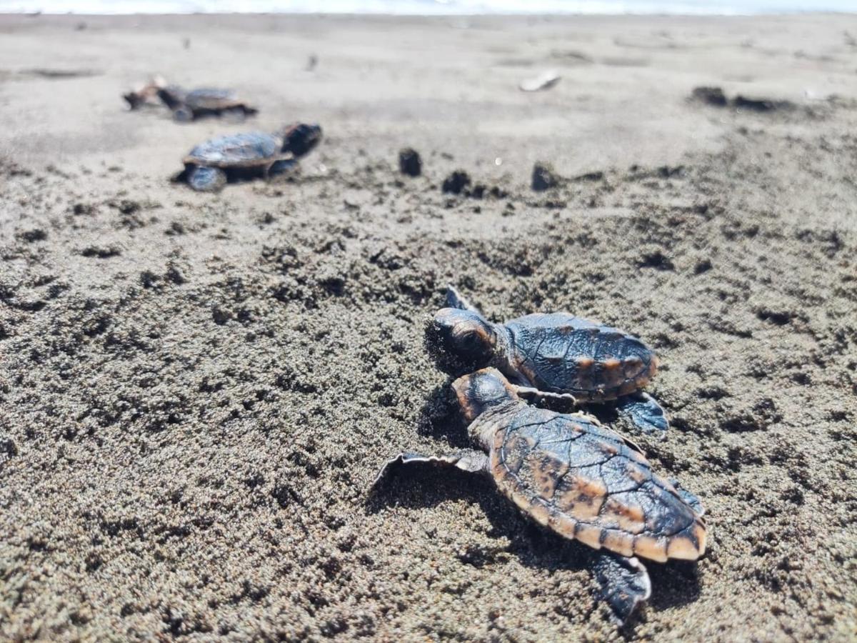 El Deseo Serendipity Tortuguero Εξωτερικό φωτογραφία