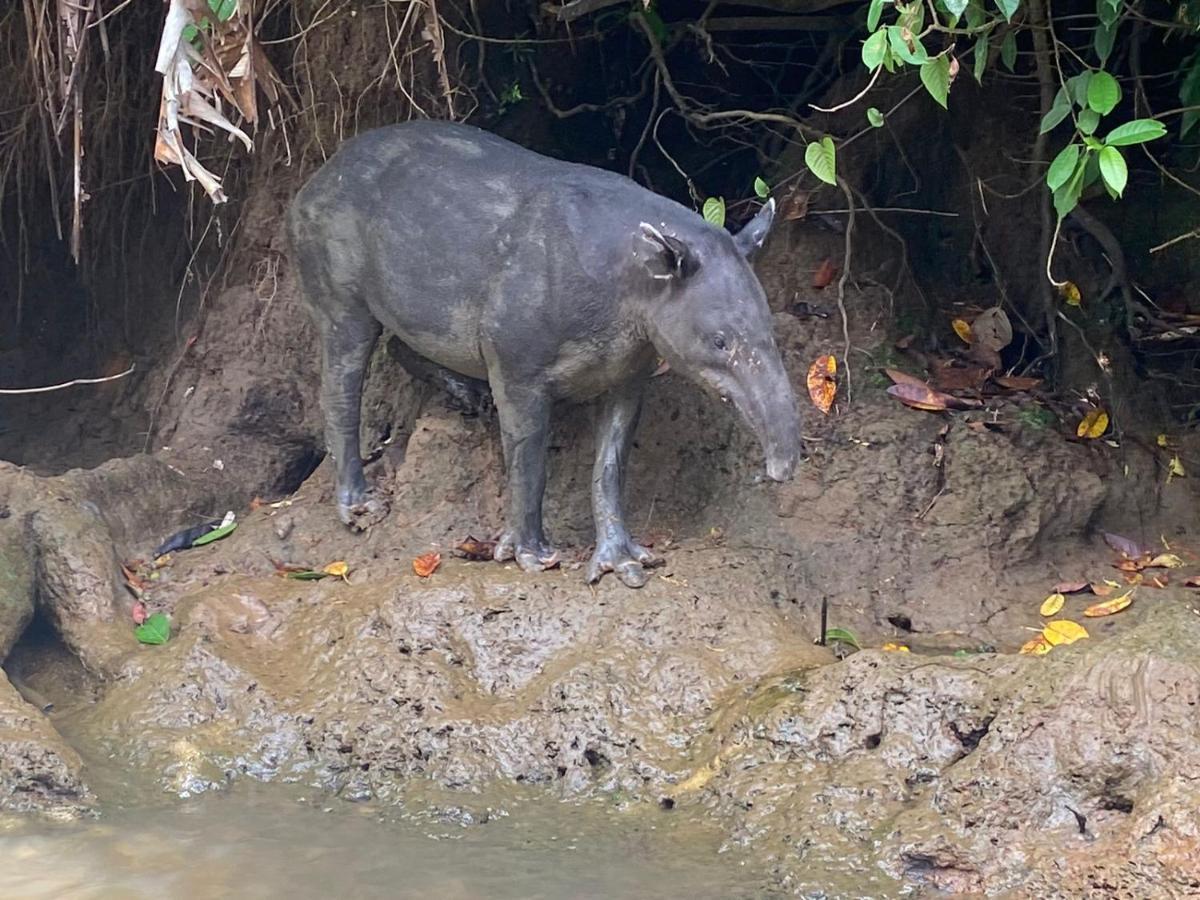 El Deseo Serendipity Tortuguero Εξωτερικό φωτογραφία