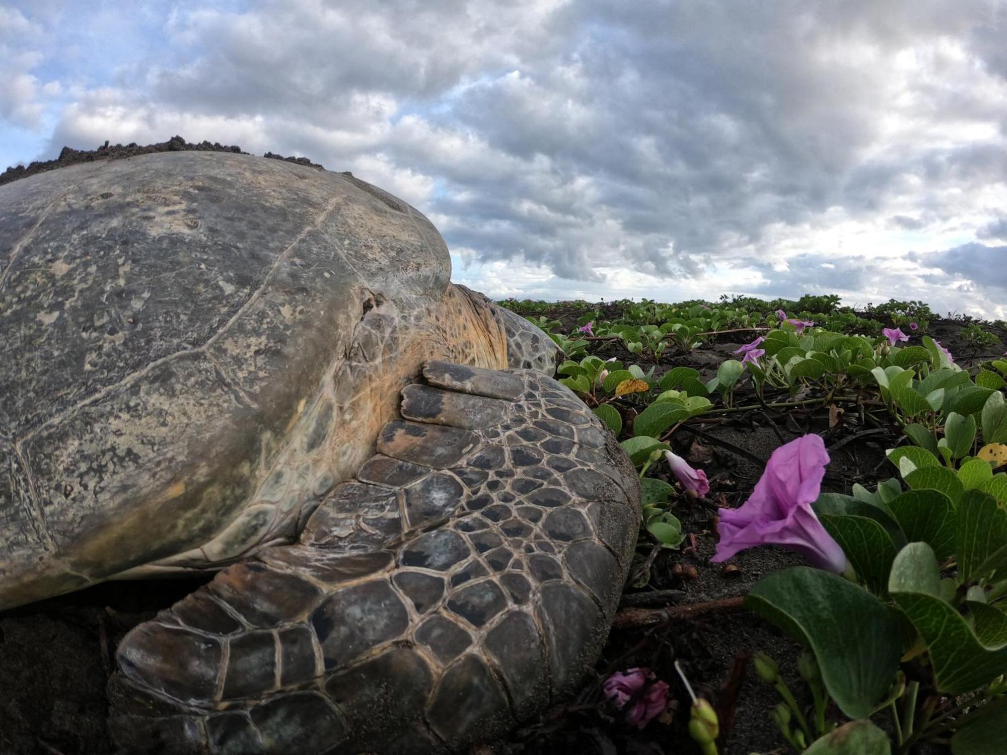 El Deseo Serendipity Tortuguero Εξωτερικό φωτογραφία