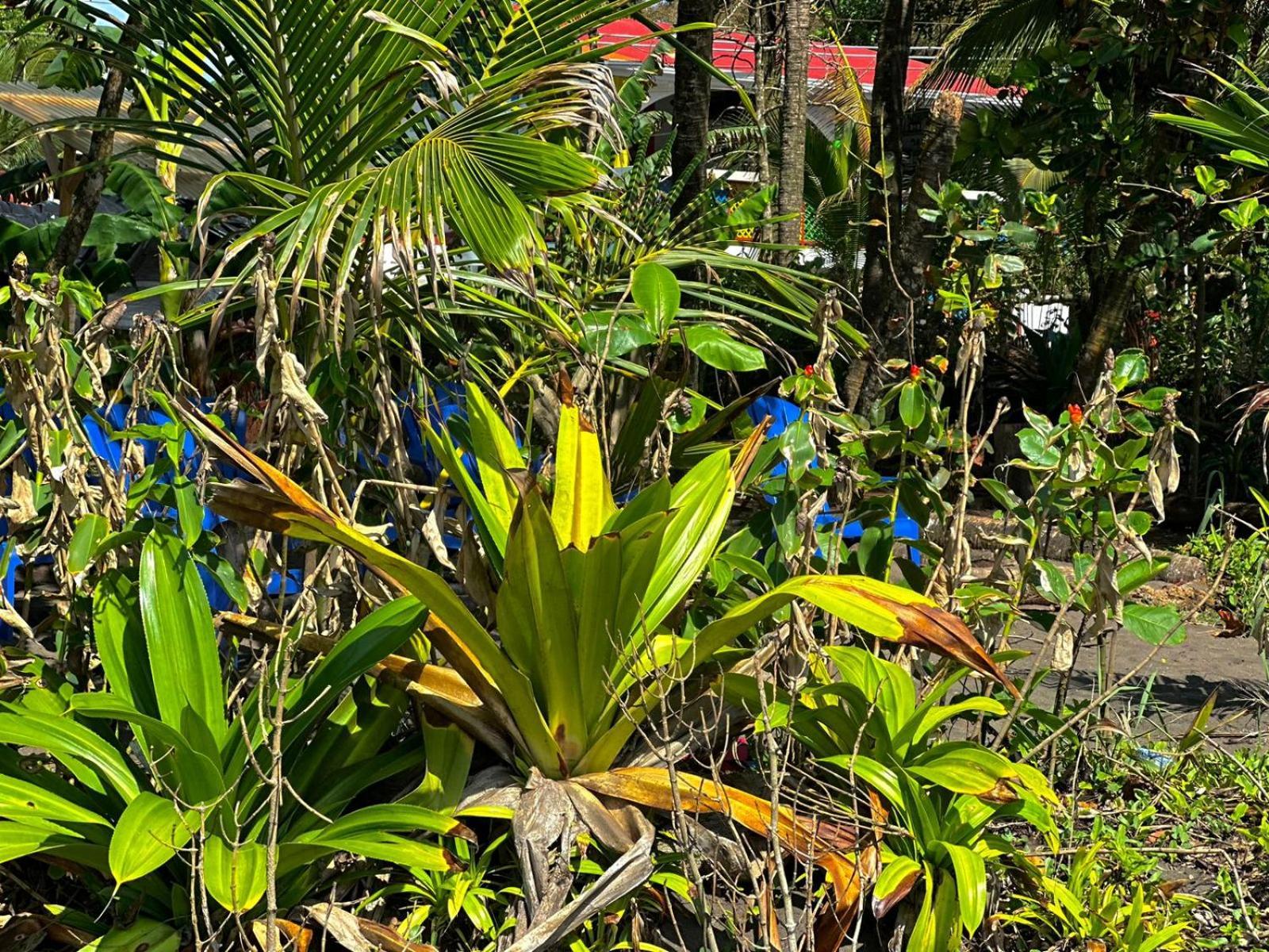 El Deseo Serendipity Tortuguero Εξωτερικό φωτογραφία
